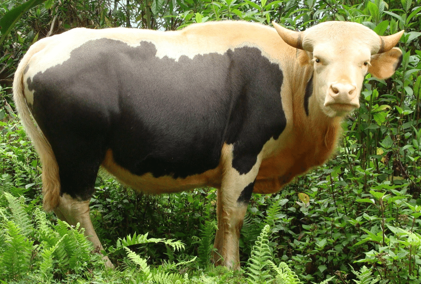 Mithun cattle in a green field representing livestock management